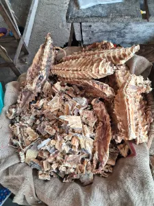 stockfish