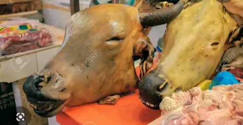 Cow Head