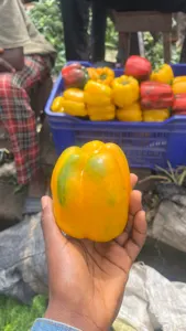 Kanengsgroceryhub