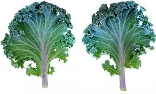 Kale (1 Bunch)