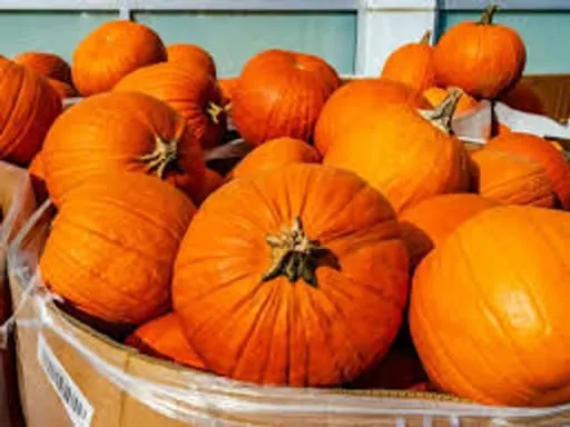 Pumpkin (per head)